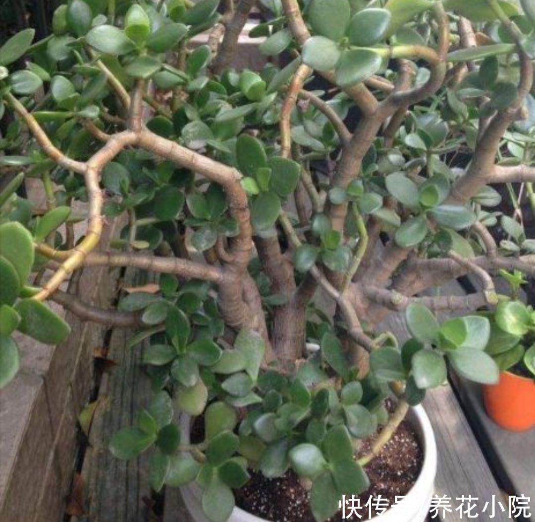 美观|玉树不剪不成型，3种枝条要勤剪，才能长得粗壮，植株美观