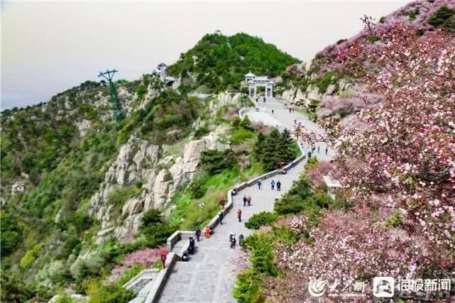 这就是山东泰山极顶海棠花开粉白花朵扮靓天街