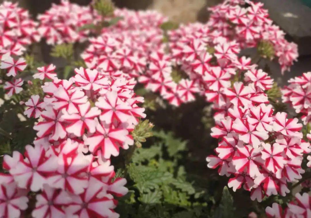 种花|8种花赶紧剃头,剃得越狠,开花越多