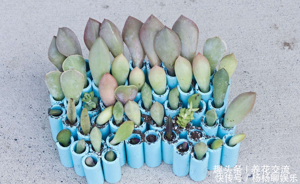 叶片|这三种简单方法可以繁殖多肉植物,叶片、枝条和侧芽都可培育
