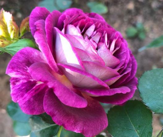 盆底垫“3种料”,不花1分钱,让花卉根系“窜满盆”,枝叶茂盛