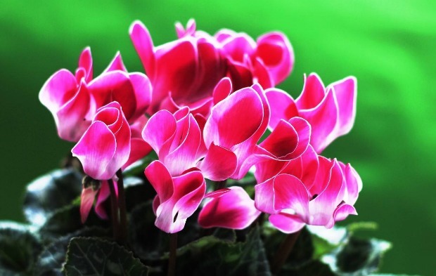 仙客来烂根怎么办只需简单3步处理，轻松解决烂根易爆盆