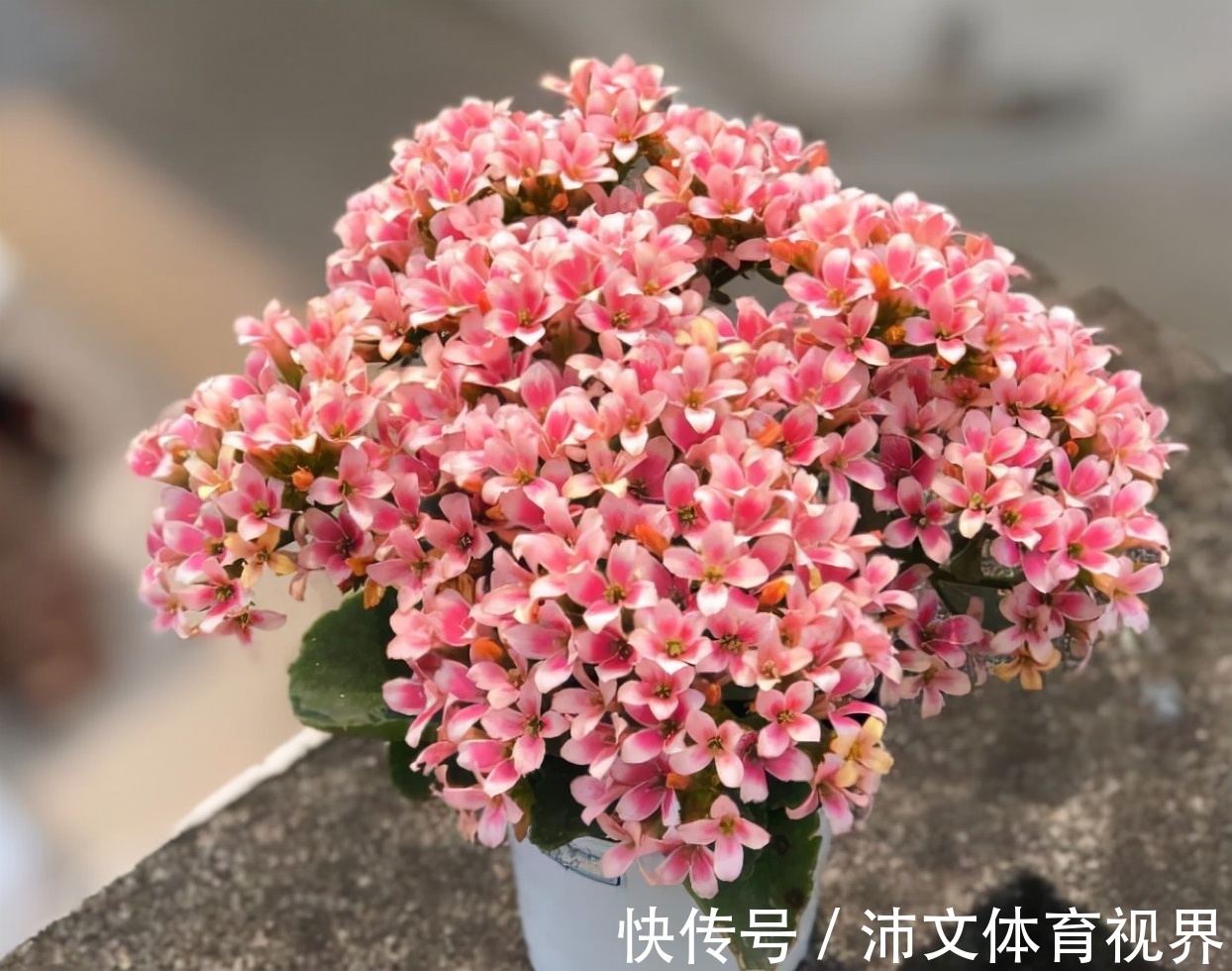 养长寿花有“5大忌”,新手养不好,关键就在这里