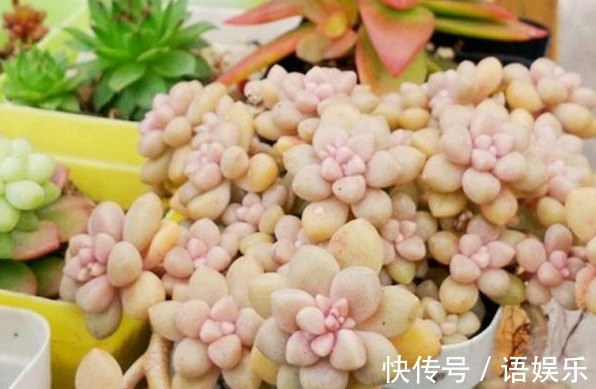 多肉|新手养花,入手这“3种”多肉,好看又易活,一年四季爆盆不断