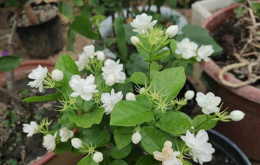 家中常见的6种花是“醋罐子”，多浇点酸水，叶子才能绿得发亮