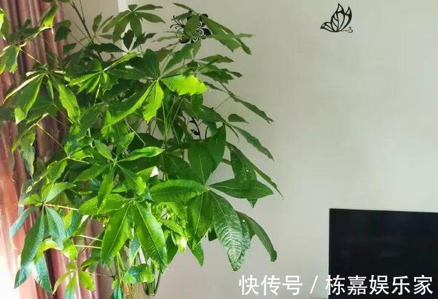 修剪|家里养4种耐旱花，浇水太多就烂根，一月浇1次蹭蹭长