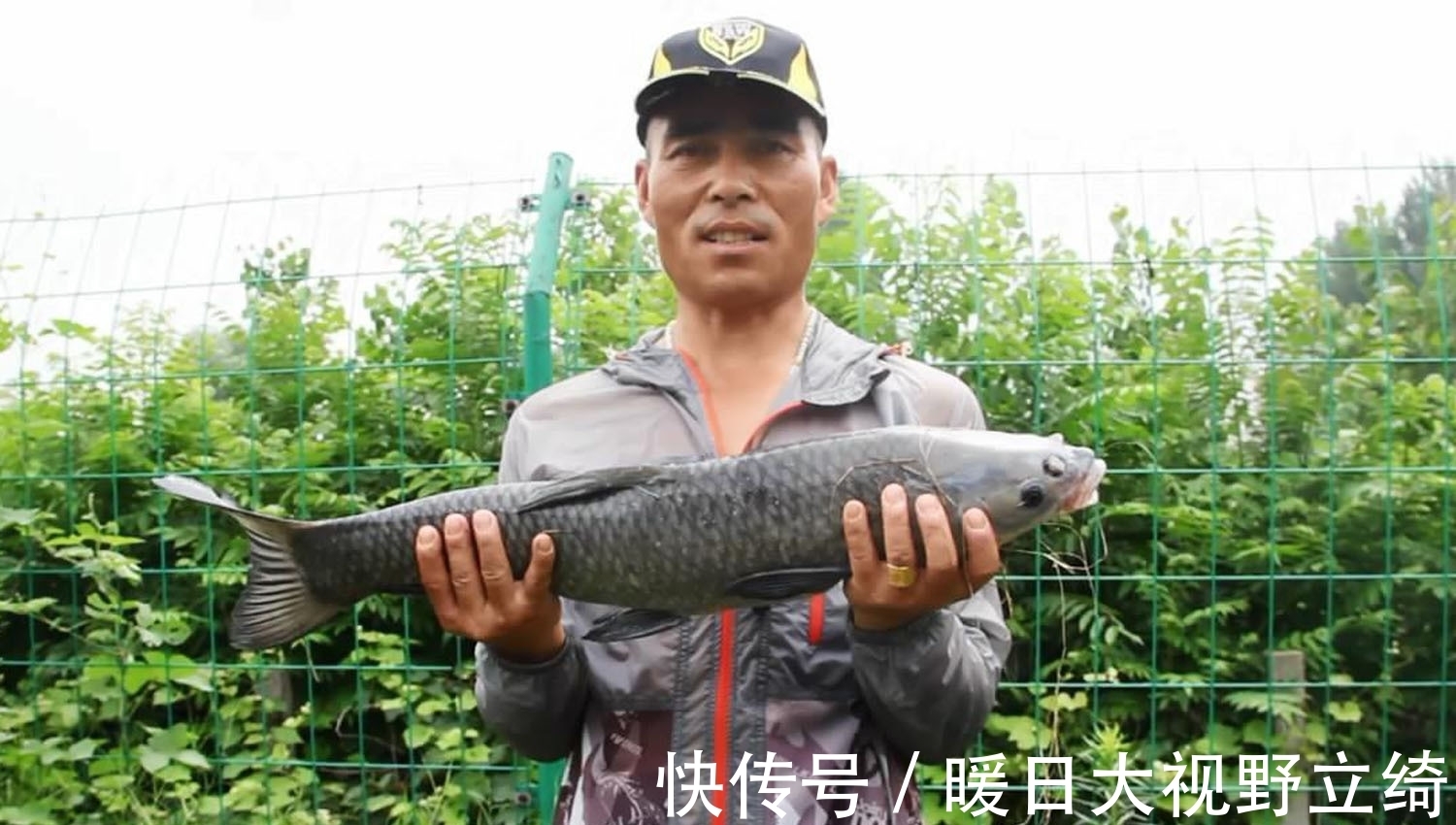 黑坑|夏天时,青鱼喜欢吃那种食物?青鱼喜欢哪种气味?夏天钓青鱼技巧