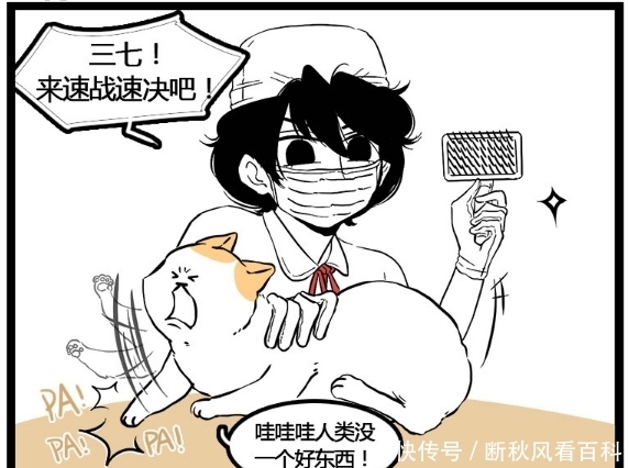 主人|搞笑漫画：梳完毛就像是变了一只猫，主人看到都不认识了！