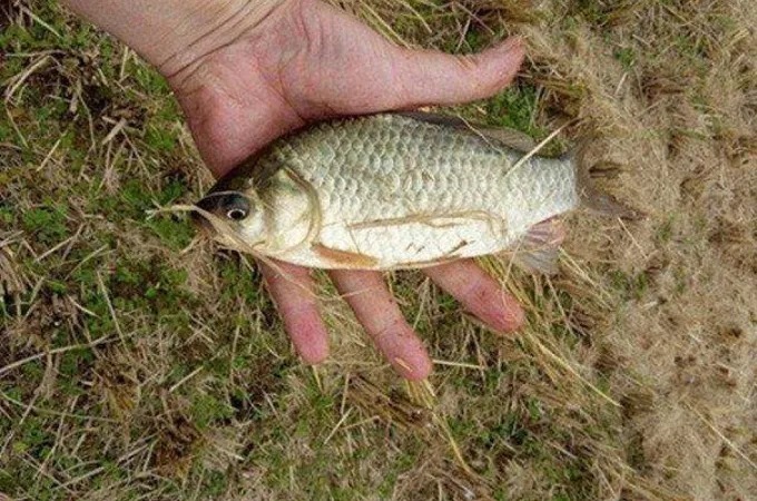 老钓鱼人:冬钓我从不将就!只要有这“六字真言”,渔获特有面子