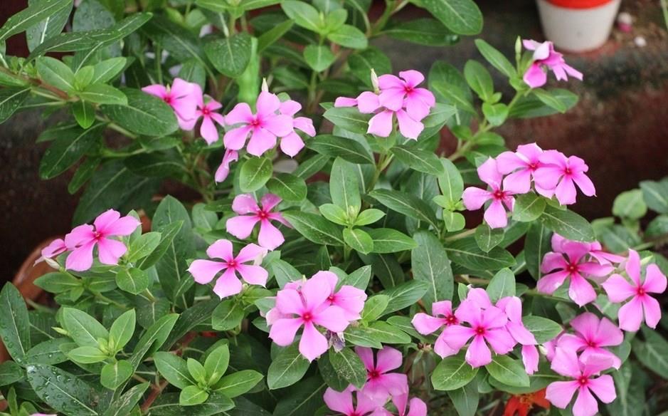 播种|7种“速生花”,现在丢土里,30天就长大,花香扑鼻真泼辣