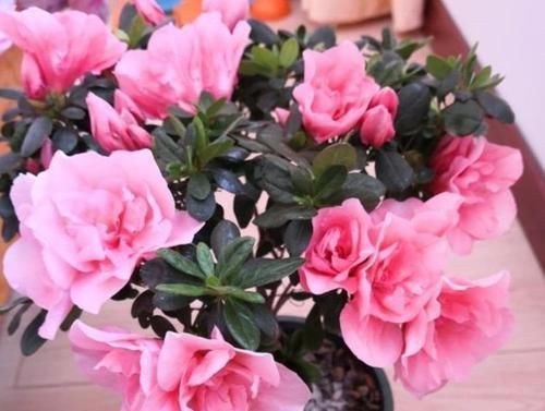 漂亮|3种花,漂亮又好养,越养越“值钱”,养10盆也不嫌多