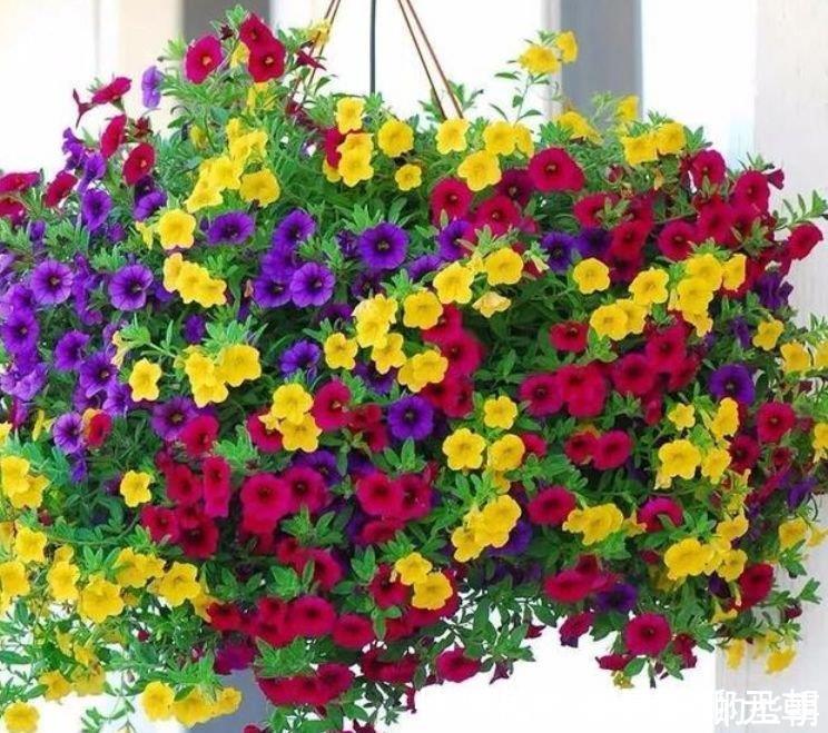能手|世上公认最美的4种花，是“开花小能手”，一年花期多