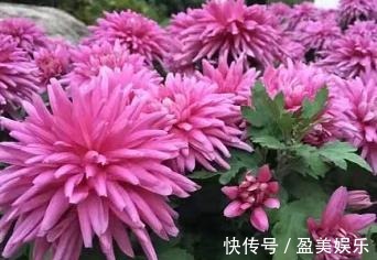 喜欢菊花,不如养盆“珍稀名菊”胭脂红,似粉色绣球,艳丽夺目