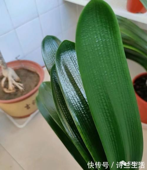 高手都用啤酒养君子兰,具体有啥好处?可能很多人都不知道!