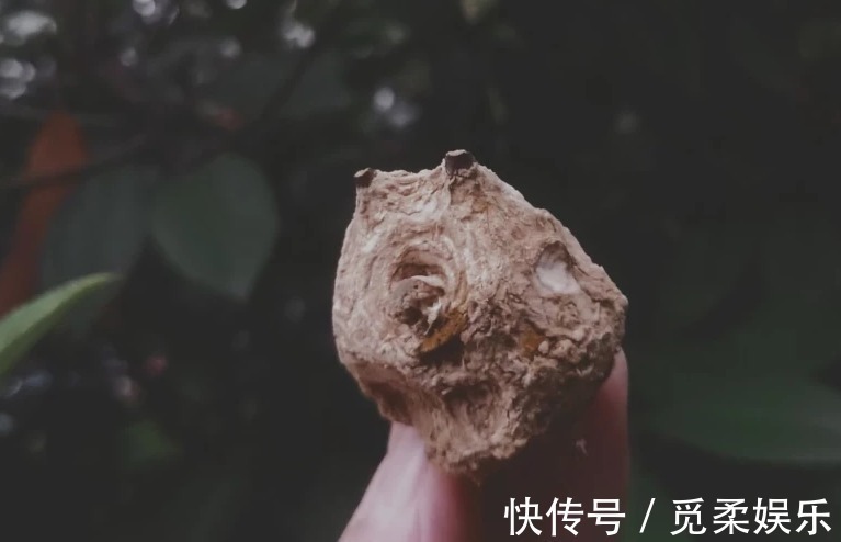 羊肉|大蒜和“它”是黄金搭档，泡水放一点，提升“战斗”能力