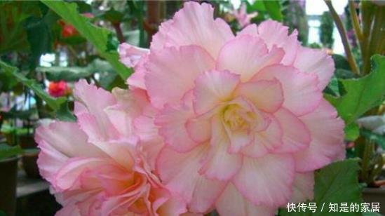 美过|其貌不扬,长得比土豆还丑的根块,却开出美过牡丹、月季的花朵