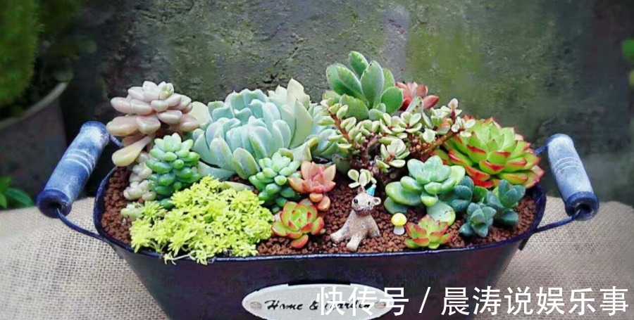 呼声最高的新人盆栽多肉,养殖期间注意此3点才不出问题