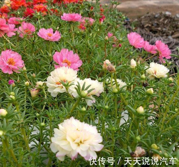 这种花长得像杂草,开花就泛滥,怎么折腾都不死,天天有花看