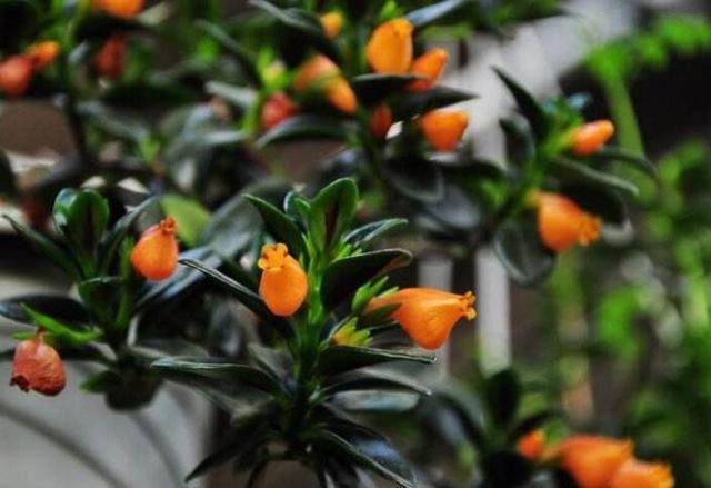 金鱼吊兰不开花用这种办法，猛爆“小金鱼”！