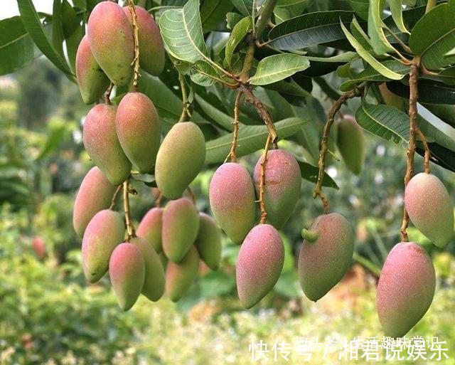 盆栽|8种水果盆栽比花都美,果实多好打理,够一家人吃一年了!