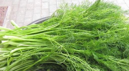 没事吃点茴香,5个好处登门拜访,不爱吃的朋友可惜了!