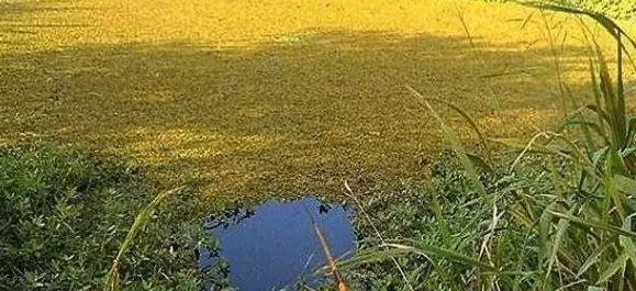 被很多人忽视的钓法,秋冬季节专钓大鲫鱼,比台钓强好几倍!