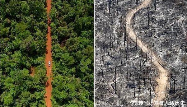 地球之肺亚马逊热带雨林现状 大量植被惨遭砍伐 快资讯