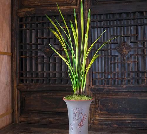  四溢|叶片线艺“完美”的兰花，花色艳丽，芳香四溢，即使无花也很优雅