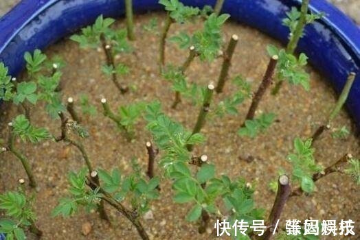 花卉|秋冬季节扦插这几种花卉,比绿萝好养十倍,错过了还要等一年!