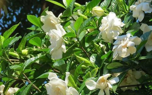 花色|此3种花生长环境很特殊,就喜欢酸性土,长得欢开花多,花色娇艳