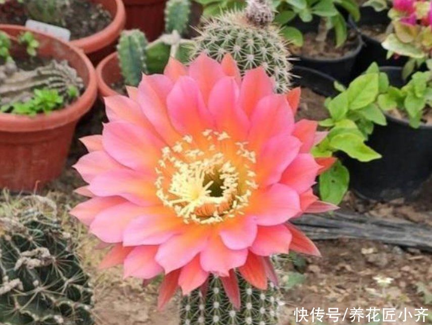 养仙人球不能少的品种，大花飞碟，单花直径二十公分，适合室内养