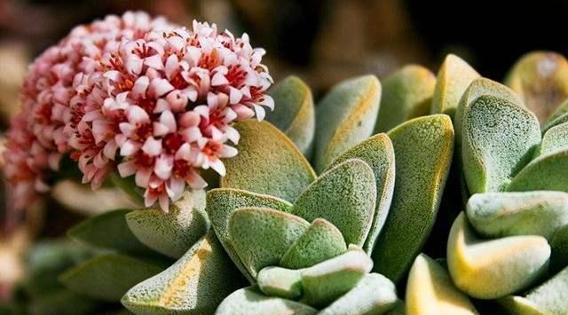 家里有小孩不要养这种花,全身都有毒,别怪我没提醒你