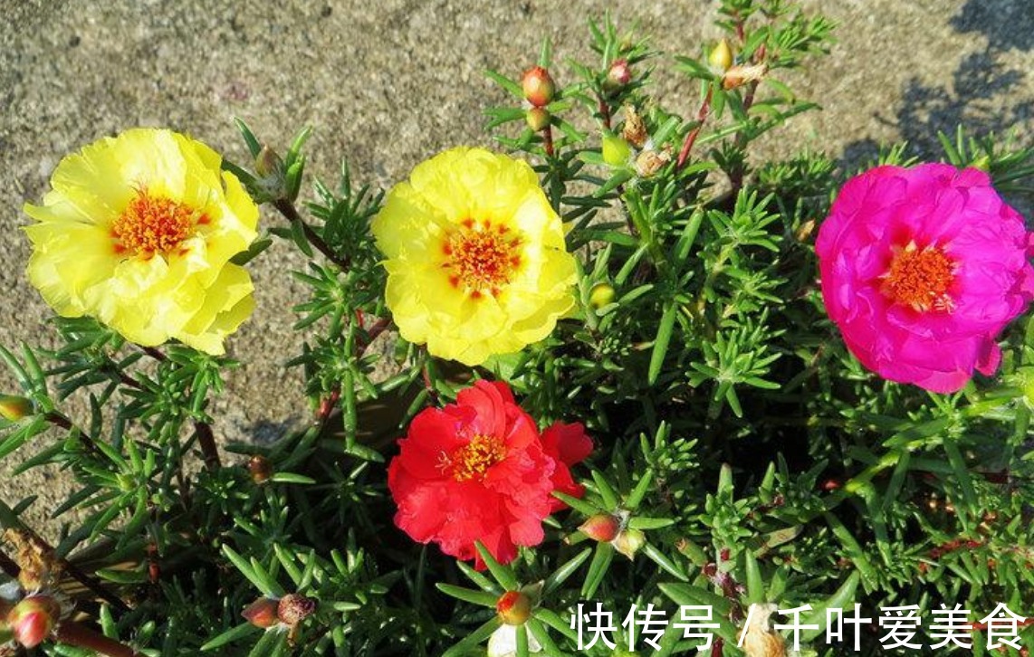 种花|花大爱爆盆，花香四溢，养一盆放阳台真好看