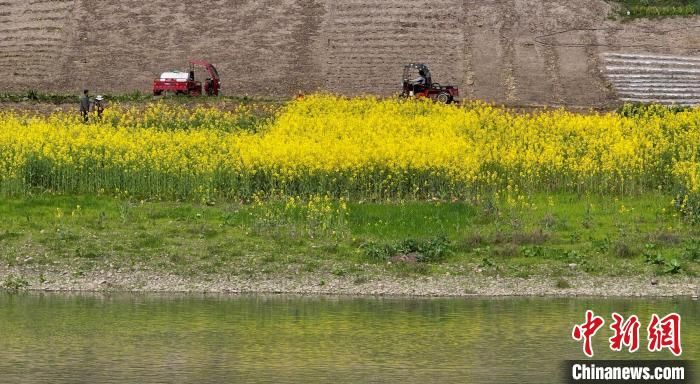 眉山|四川眉山乐山岷江两岸油菜花开引人醉