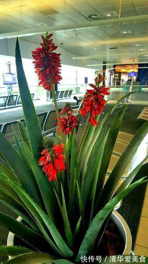室内想养“大盆镇宅花”,建议从这10种里面选,听名字就很霸气