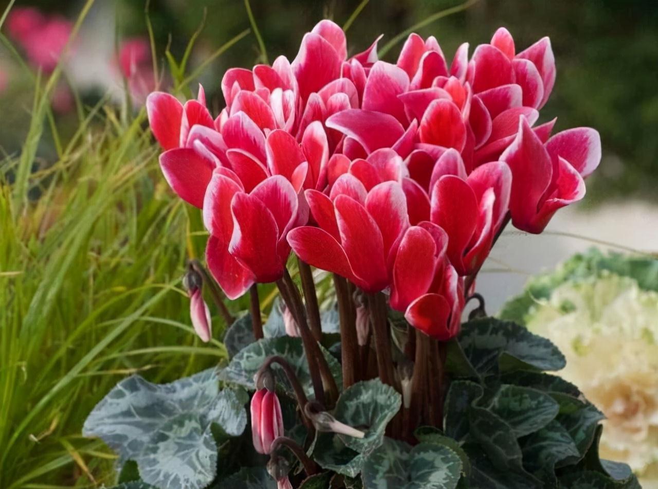 农历九月十八霜降后，养什么花？家里养3种花，万事如意事事顺意