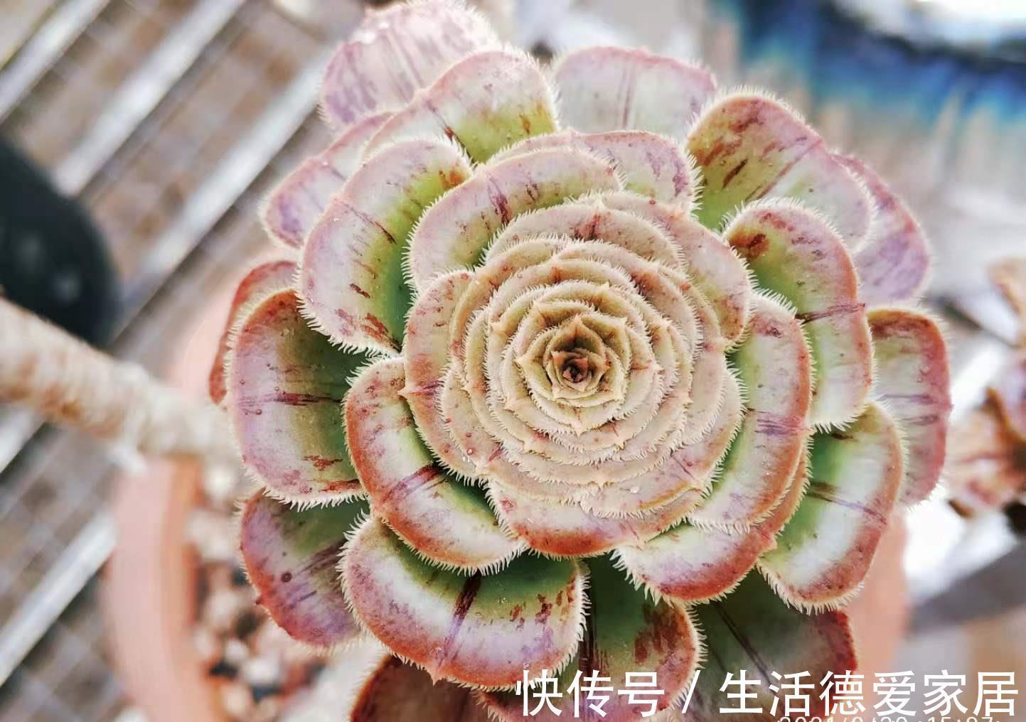 入秋后,多肉如果出现4种现象,说明它们已经睡醒,可以正常养护