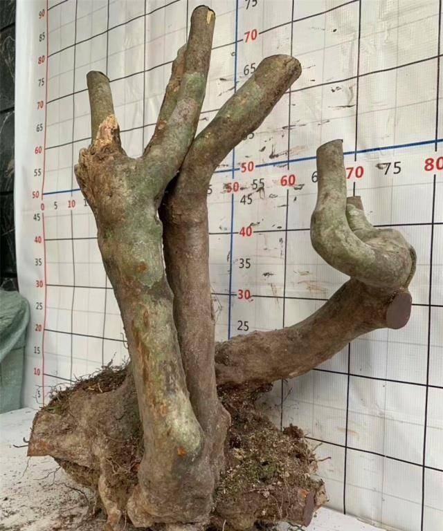 三角梅|拆迁工地捡的“灰木根”,泥盆里养30天,一冒绿芽,就知捡到宝了