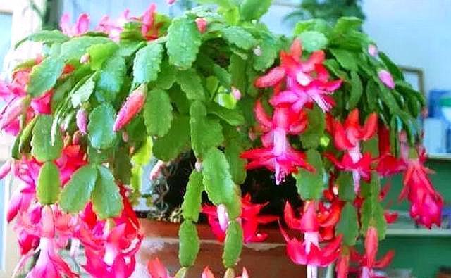 蟹爪兰不用买，剪片叶子，插“石头粒”中，7天生根插一盆旺一盆