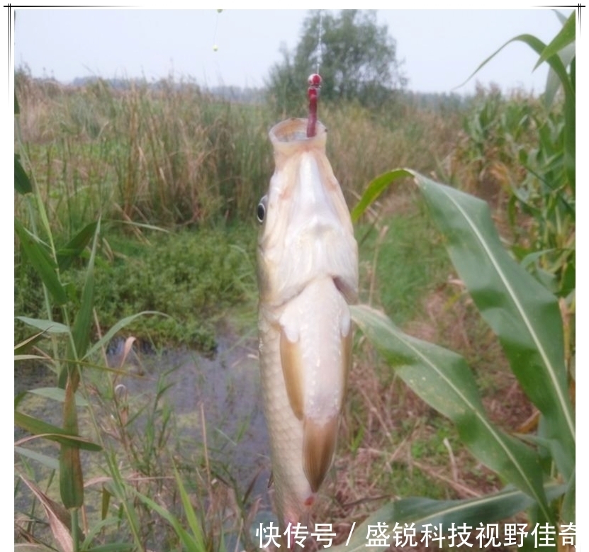 春末夏初巧寻板鲫:学会变通,找对方法