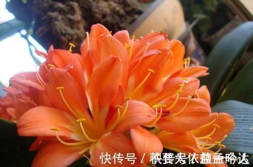 君子兰|养此2种花,花根一年长满盆,换盆不及时,想赏花都难了!