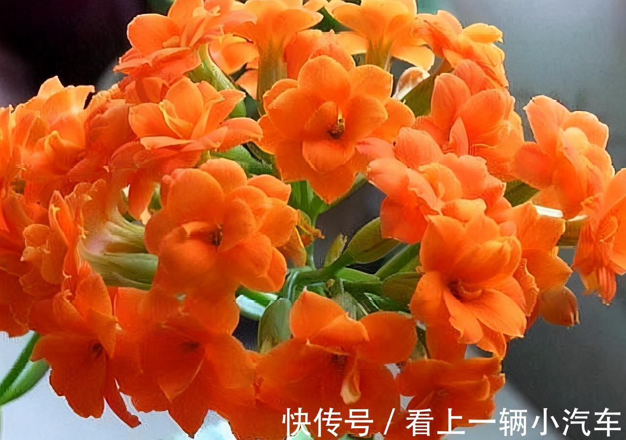 4种花是懒人之花，怎样养都没事，1个月不浇水，还爆盆了