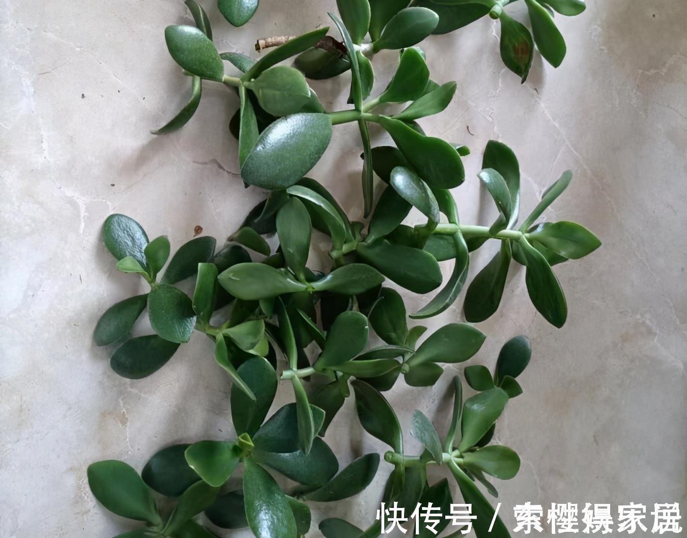 两种皮实好养的绿植,易扦插,姿态优美,变老桩盆景