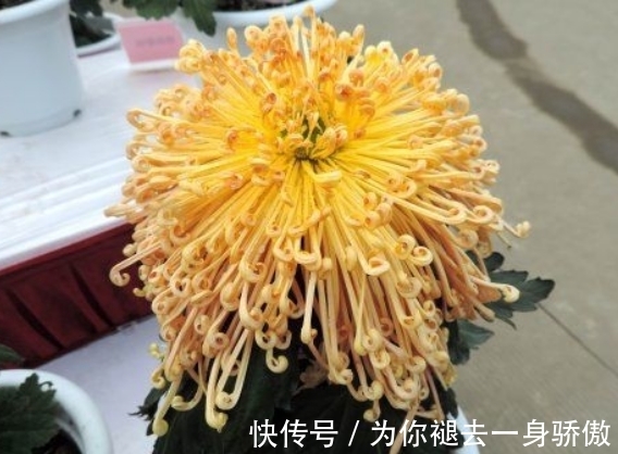 珠样|喜欢菊花,不如养盆“十大名菊”飞鸟美人,似美人起舞,优雅妖娆