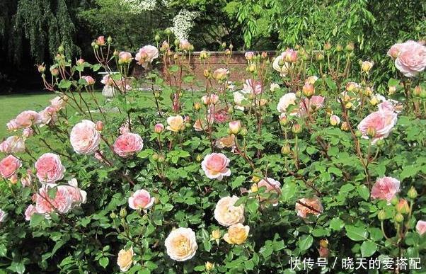 停滞|月季生长停滞不发新芽咋办?一招教你打破月季僵苗,快速恢复生长