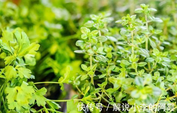 植物花盆选用有讲究,用错花盆植物寿命会减短