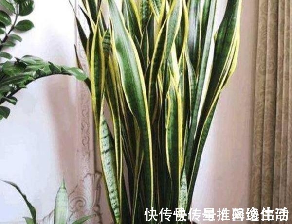 脾气|虎皮兰闹脾气不出新芽怎么办?学会这两招,不出也得出