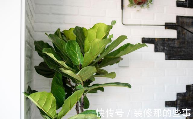 橡皮树|天越来越热,以下绿植却没有休眠,多浇水多施肥,反而生长快