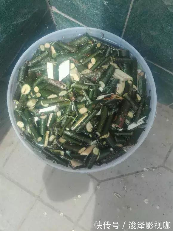 羊粪|路边捡来4种小东西,丢在盆底,一年不用施肥,也不怕烂根!