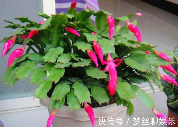 蟹爪兰叶片软趴趴怎么办从3方面对症处理,冬春花开爆满盆